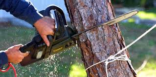 How Our Tree Care Process Works  in  Beale Af, CA