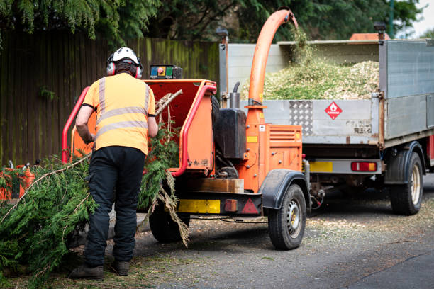 Best Tree Removal  in Beale Af, CA